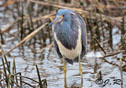 Egretta tricolor